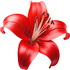 Red lily